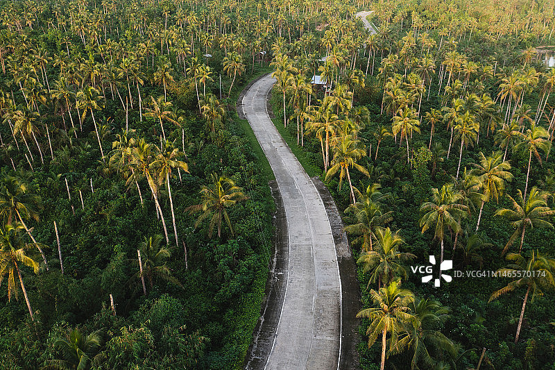 棕榈树间的道路图片素材