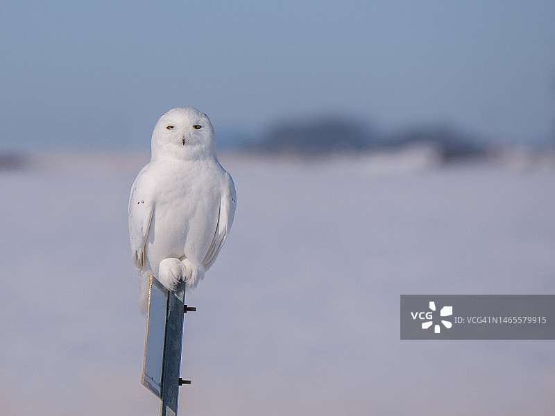 栖息在路标上的雪鸮图片素材