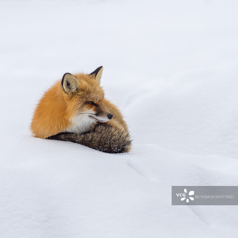 红狐狸在雪堆上休息图片素材