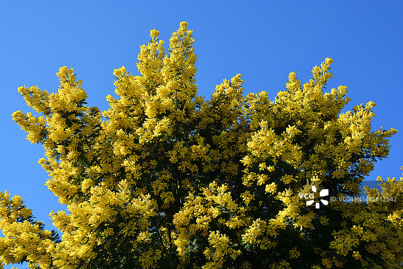 法国南部的含羞草图片素材