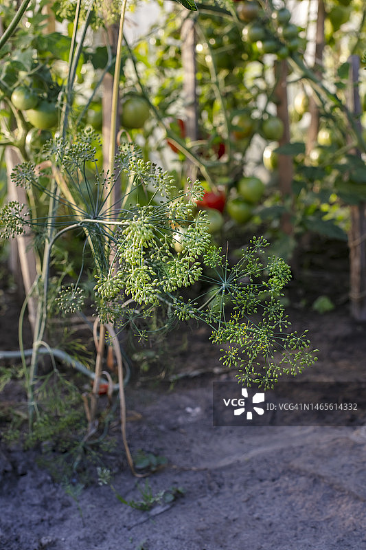家用温室图片素材