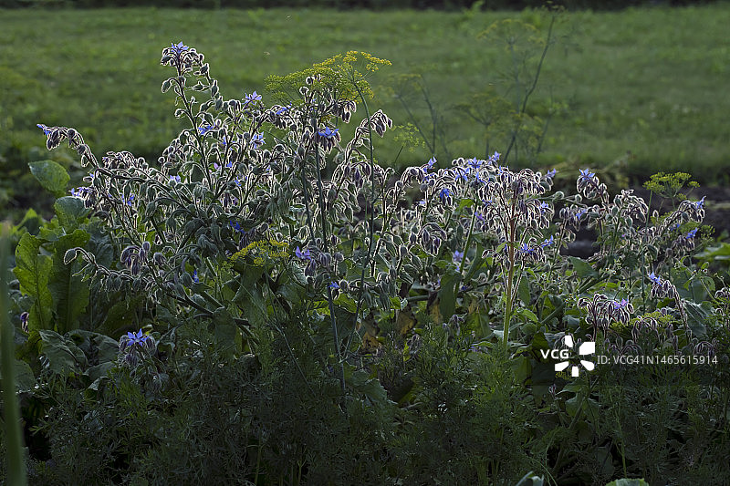 夏季花园中的琉璃苣草本植物图片素材