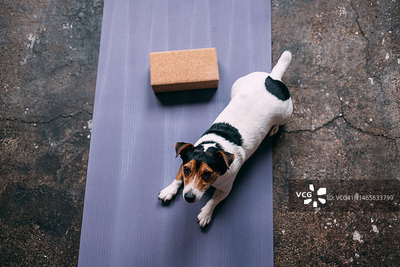 俯视角度拍摄的可爱小狗看向镜头图片素材