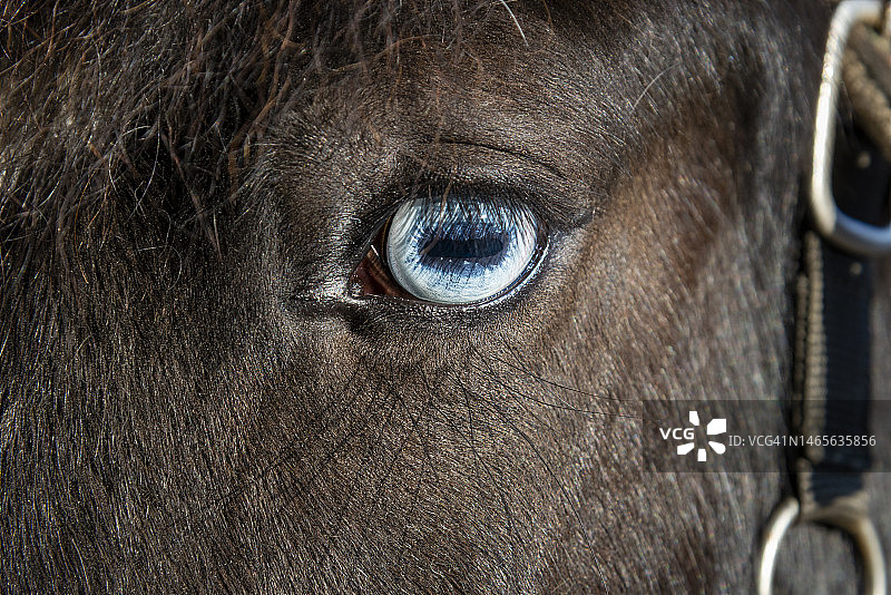 有着淡蓝色眼睛的黑马图片素材