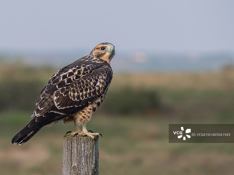 萨斯喀彻温省的幼年斯温森鹰图片素材