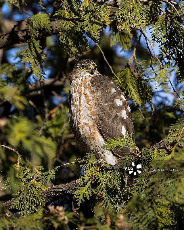栖息在树上的细腰鹰图片素材