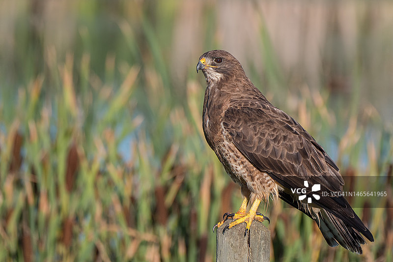 斯温森氏鹰与湿地背景图片素材