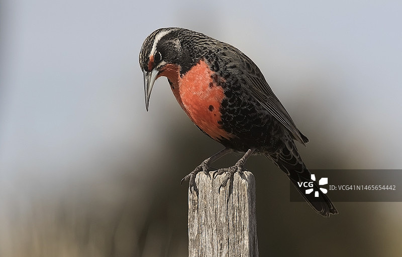 普通草地鹨图片素材
