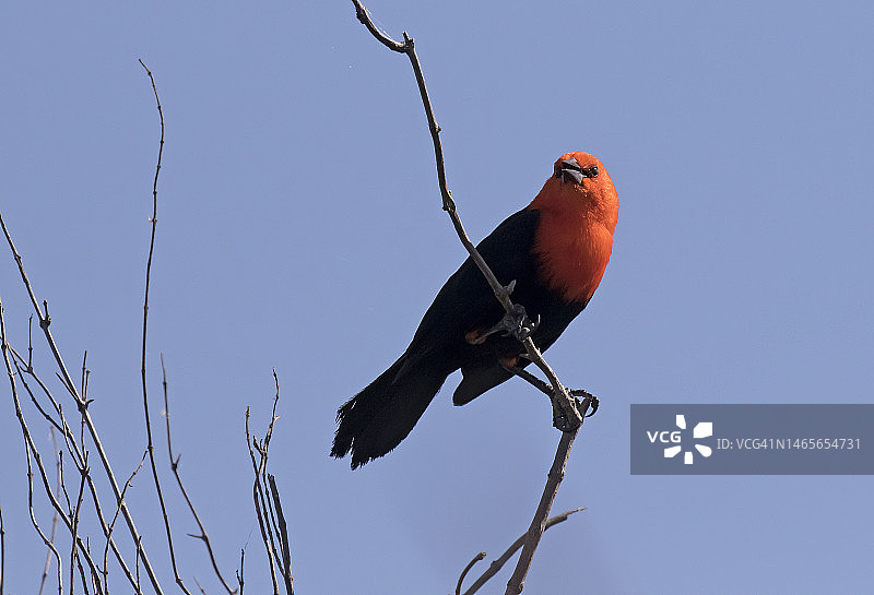 联邦猩红头黑鹂图片素材