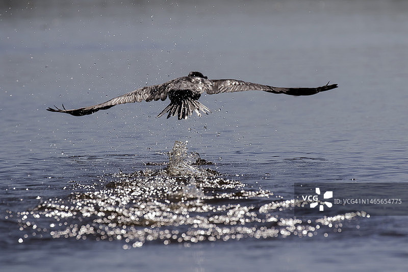 新热带鸬鹚图片素材