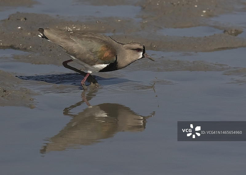 南美冠鹀图片素材