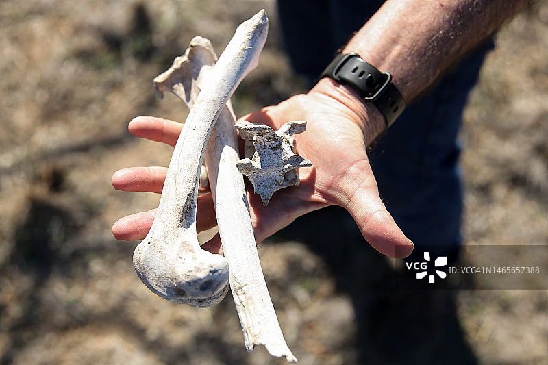 圣安吉洛州立公园发现的动物骨骼图片素材