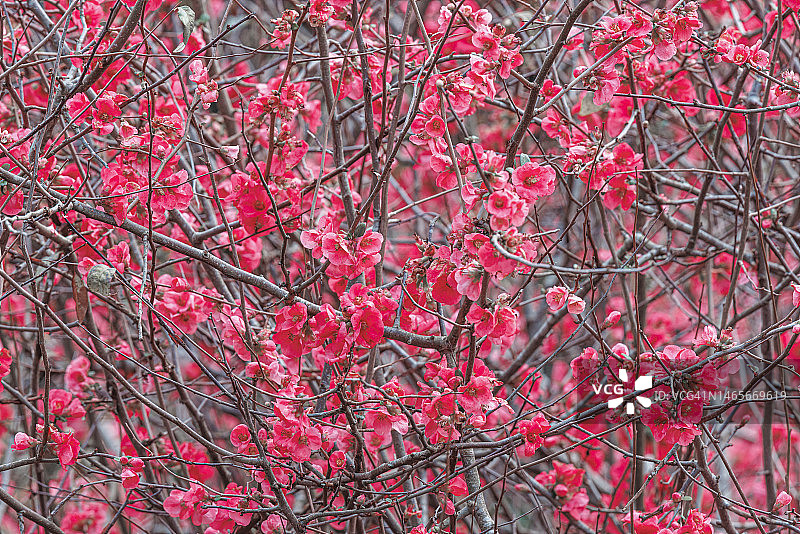 粉色花朵全画幅图片素材