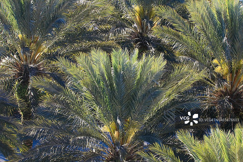 带有冠状树干和顶端嫩芽的棕榈树图片素材