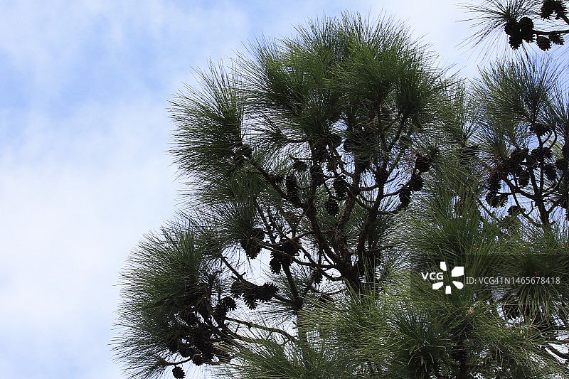 常绿树上的松果图片素材