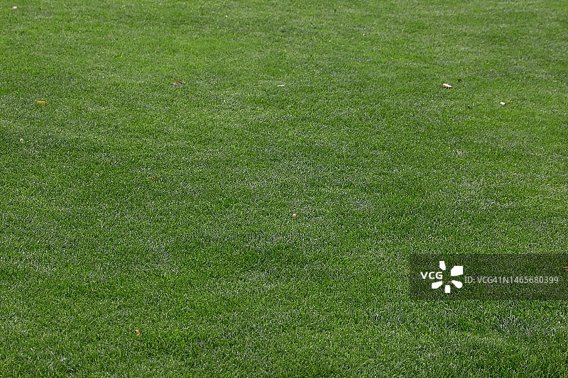 精细草坪表面图片素材