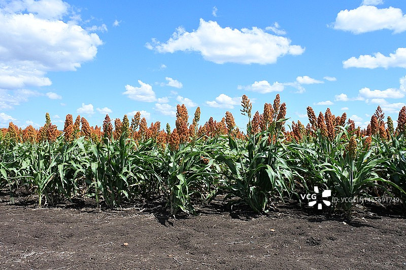 小米粮食作物图片素材