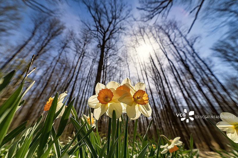 长寿水仙图片素材