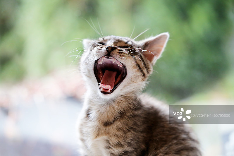 打呵欠或叫喊的虎斑小猫图片素材