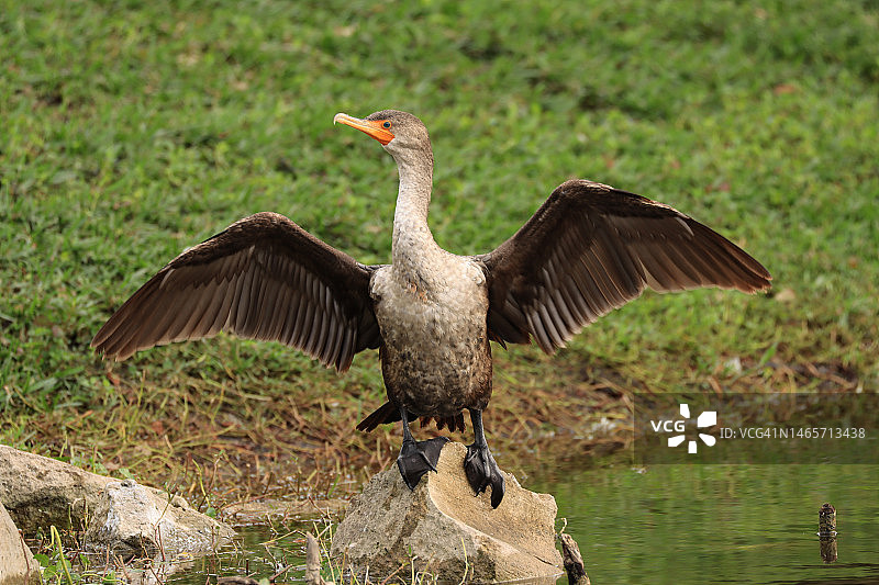 幼鸬鹚晾晒翅膀图片素材