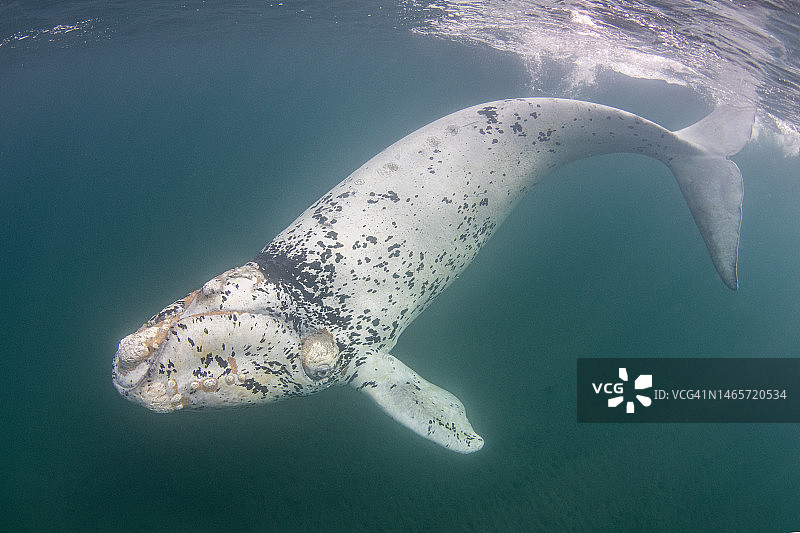 小露脊鲸潜入水下图片素材