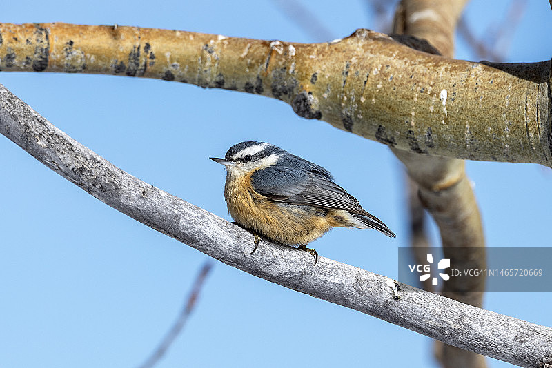 红胸䴓鸟图片素材