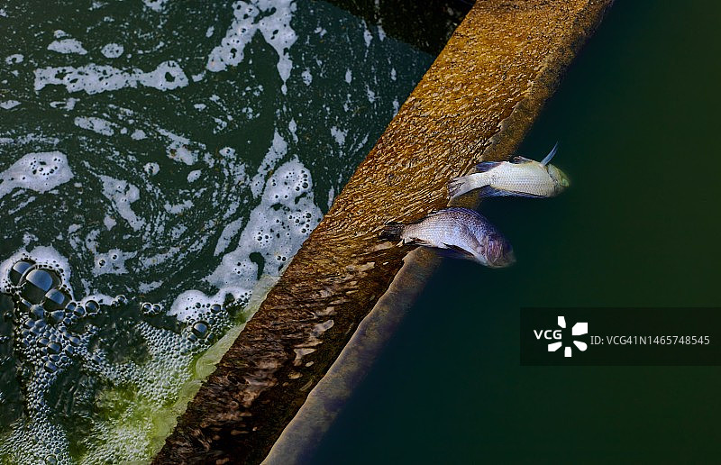 污水导致死鱼图片素材