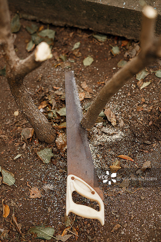 手动锯木头的过程：锯和树干特写。手锯图片素材