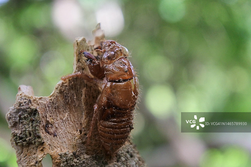 树干上的蝉蜕壳图片素材
