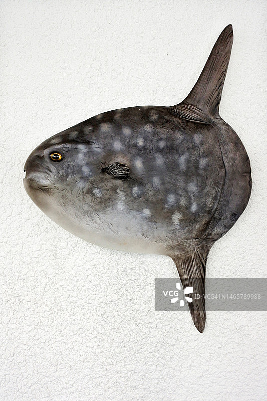 挂在墙上的月亮鱼图片素材