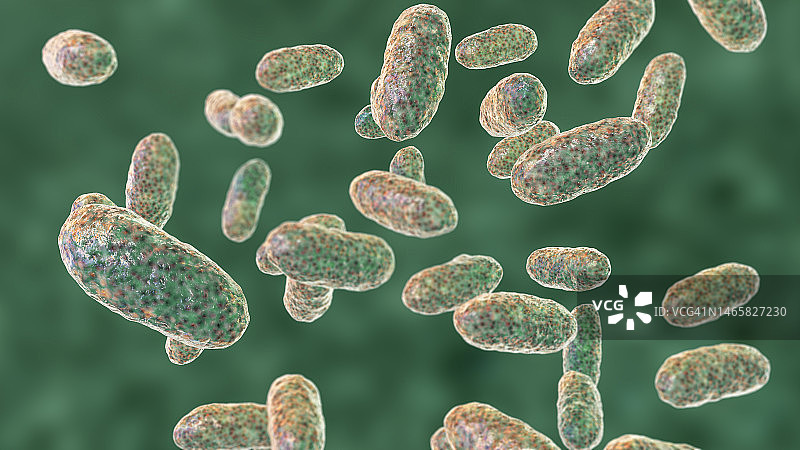 聚集杆菌 бактерии 插图图片素材