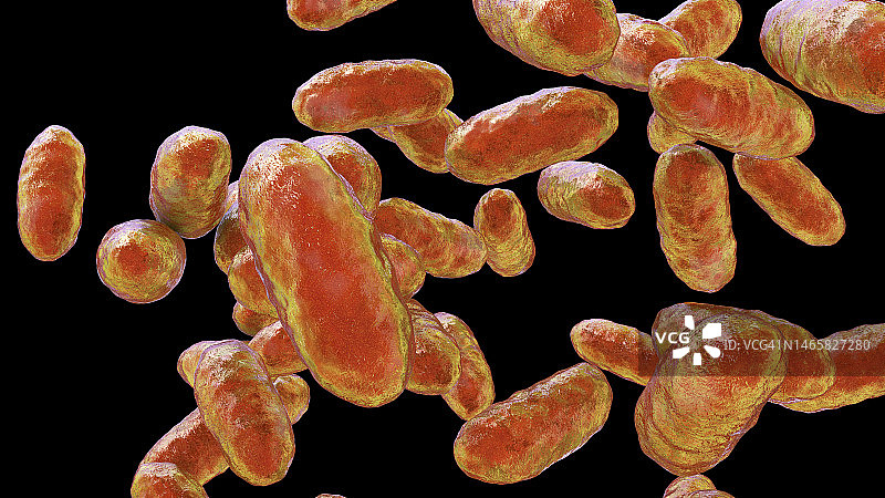 聚集杆菌 бактерии 插图图片素材