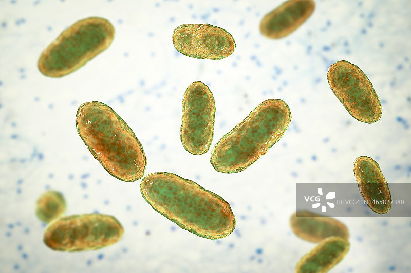 聚集杆菌 бактерии 插图图片素材