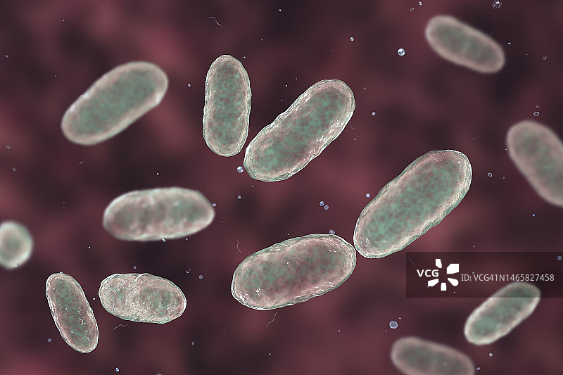 聚集杆菌 бактерии 插图图片素材