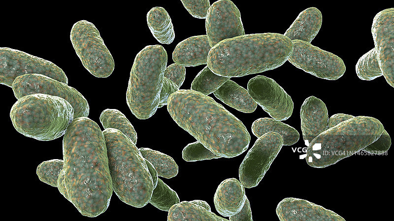 聚集杆菌 бактерии 插图图片素材