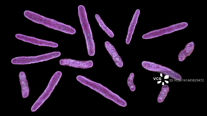 牛分枝杆菌细菌插图图片素材
