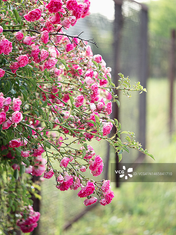 粉色蔓生玫瑰灌木特写：普罗旺斯玫瑰图片素材