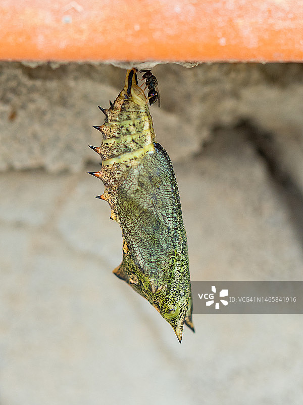 绿色蝴蝶蛹上的寄生蜂图片素材
