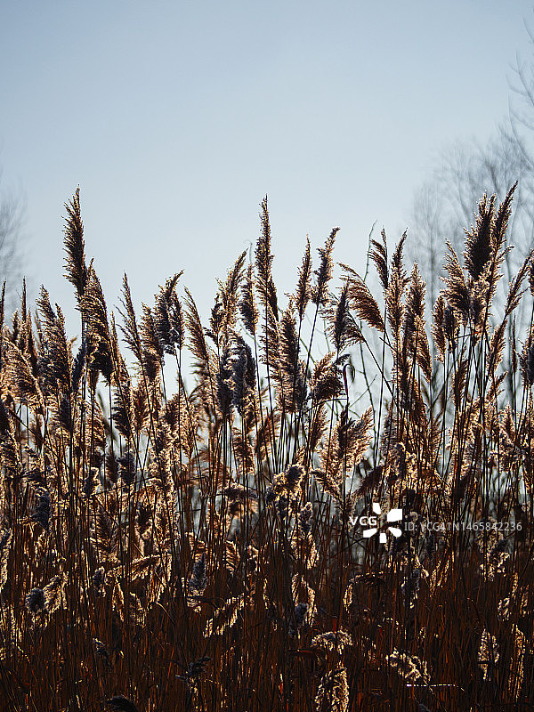 逆光下的芦苇图片素材