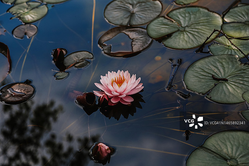 人工池塘水面上的单朵粉色睡莲和绿叶图片素材