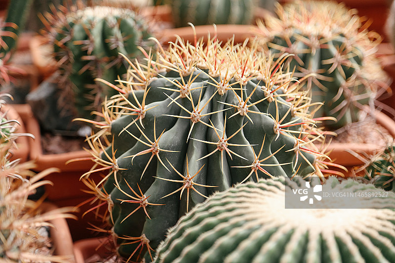 待售的盆栽仙人掌特写图片素材