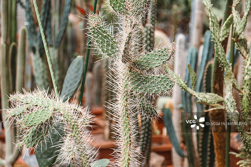 温室中生长的多刺仙人掌盆栽全景，适应干旱气候图片素材