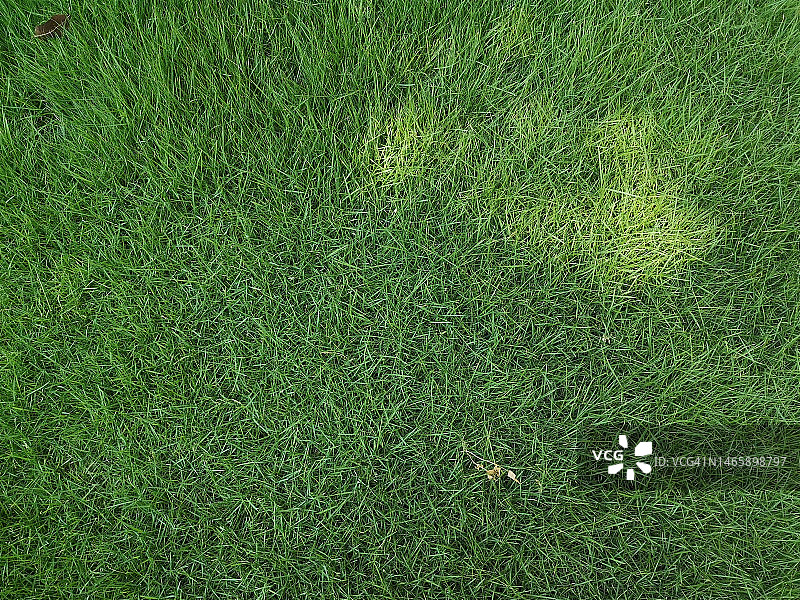 绿色草地花园图片素材