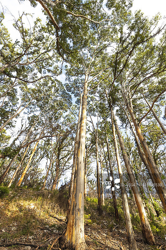 高耸的卡里树图片素材