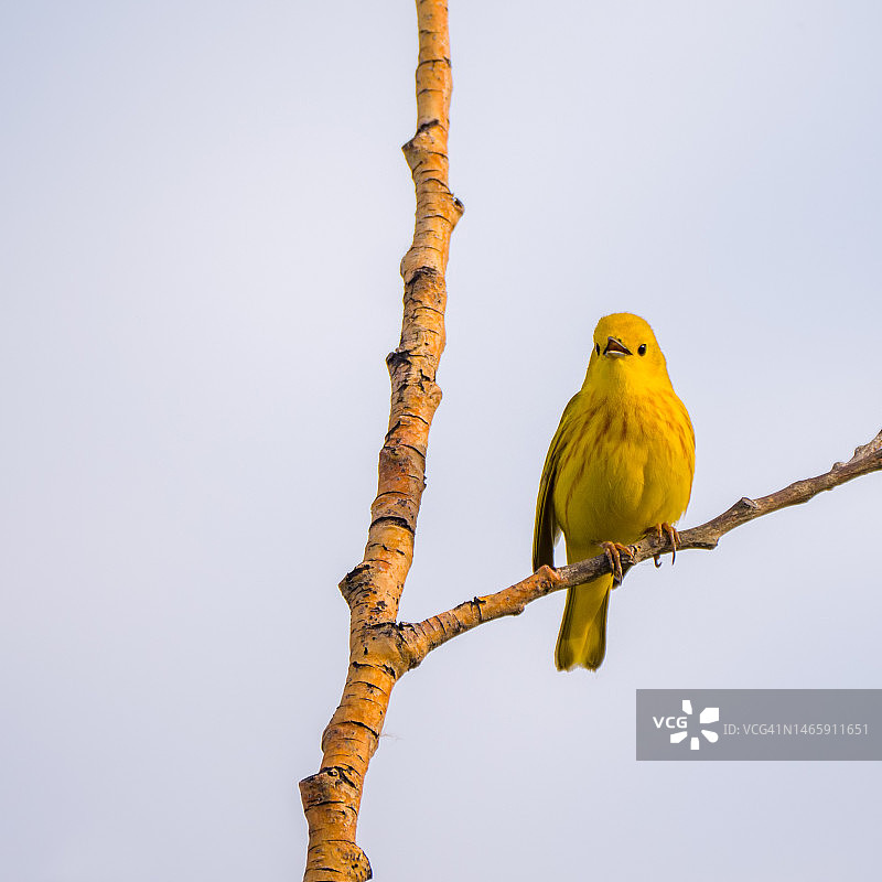 唱歌的黄莺。图片素材