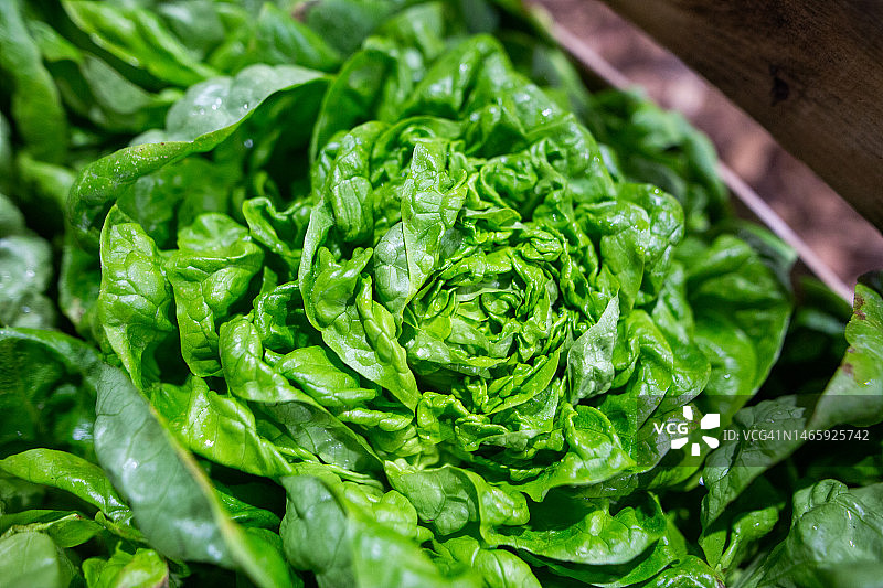 绿色新鲜蔬菜沙拉图片素材