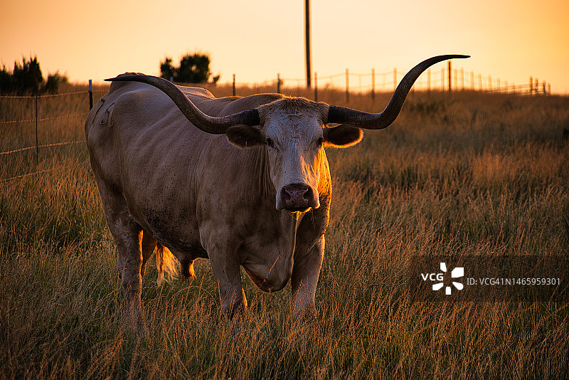 美国德克萨斯州峡谷，日落时分站在田野上，以天空为背景的奶牛肖像图片素材