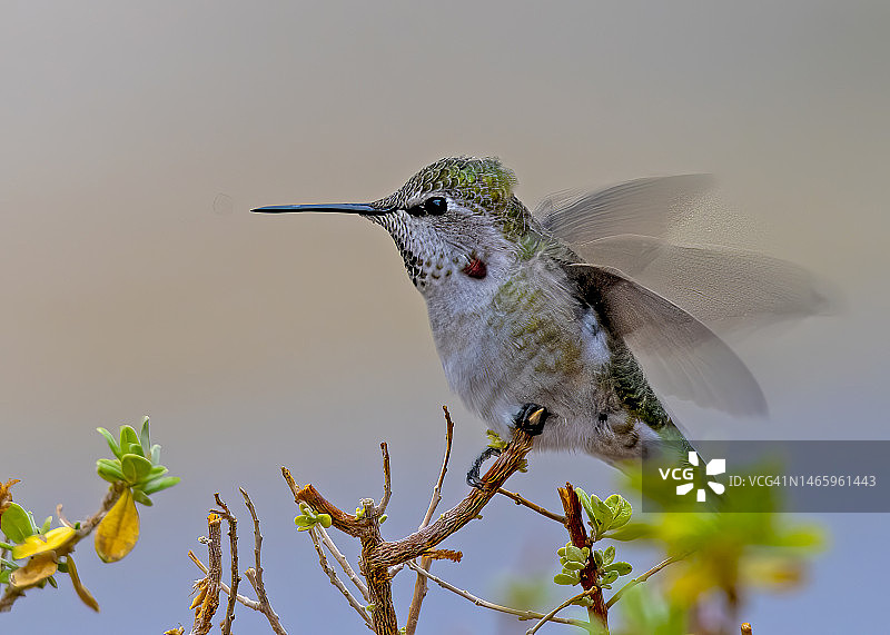 蜂鸟栖息在树枝上特写，美国图片素材