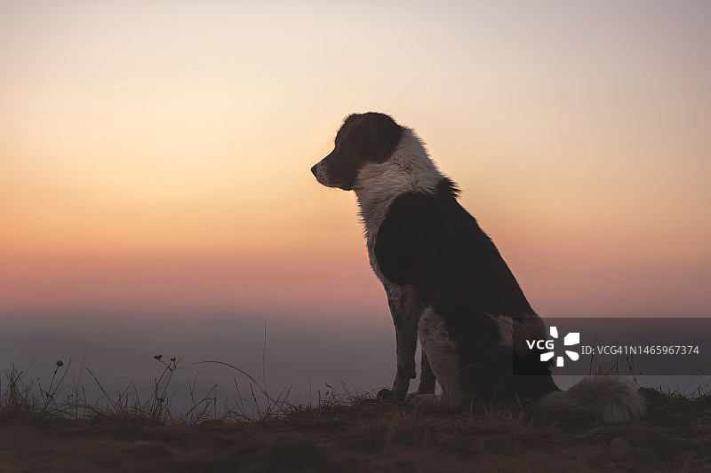 日落时分尼泊尔博卡拉的纯种犬剪影图片素材
