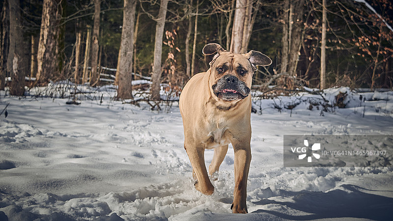 马士提夫犬在雪地里奔跑的肖像，美国宾夕法尼亚州米德维尔图片素材